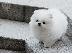 PoulaTo: Όμορφα κουτάβια Pomeranian
